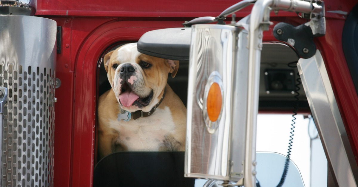 Can Truck Drivers Bring Their Dogs? TransForce